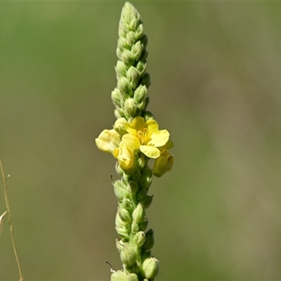 Verbascum thapsus subsp. thapsus (Great Mullein, Aaron's Rod) at Holt, ACT - 10 Dec 2024 by Thurstan