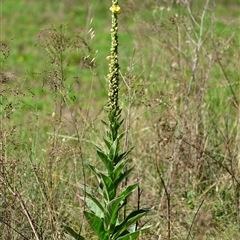 Verbascum thapsus subsp. thapsus at Holt, ACT - 10 Dec 2024