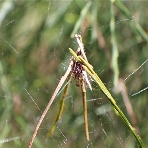 Theridiidae (family) at Cook, ACT by CathB