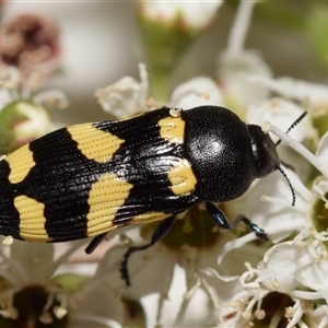 Castiarina australasiae at Karabar, NSW - 9 Dec 2024