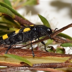 Castiarina australasiae at Karabar, NSW - 9 Dec 2024 04:14 PM