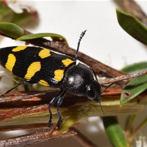 Castiarina australasiae at Karabar, NSW - 9 Dec 2024