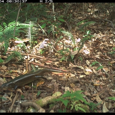 Bellatorias major at Lorne, NSW - 3 Dec 2024 by Butlinz