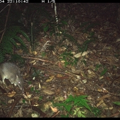 Perameles nasuta (Long-nosed Bandicoot) at Lorne, NSW - 4 Dec 2024 by Butlinz