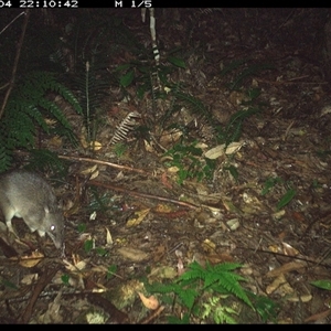 Unidentified Small Marsupial at Lorne, NSW by Butlinz