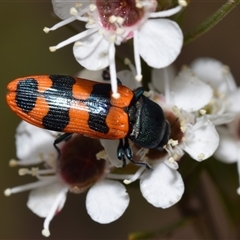 Castiarina crenata (Jewel beetle) at Karabar, NSW - 9 Dec 2024 by DianneClarke