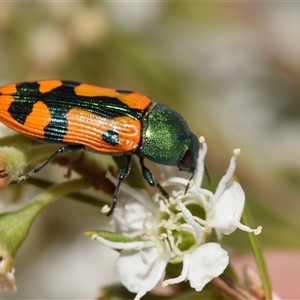 Castiarina scalaris at Karabar, NSW - 9 Dec 2024