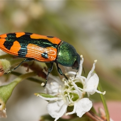 Castiarina scalaris (Scalaris jewel beetle) at Karabar, NSW - 9 Dec 2024 by DianneClarke