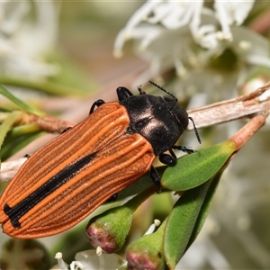 Castiarina erythroptera at Karabar, NSW - 9 Dec 2024 04:03 PM