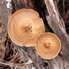 Lentinus arcularius (Fringed Polypore) at Gundaroo, NSW - 8 Dec 2024 by ConBoekel