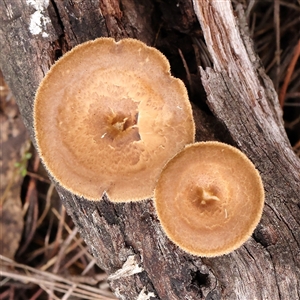 Lentinus arcularius (Fringed Polypore) at Gundaroo, NSW by ConBoekel