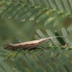 Plutella xylostella (Diamondback Moth) at Gundaroo, NSW - 8 Dec 2024 by ConBoekel