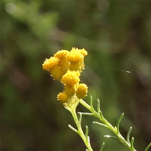 Chrysocephalum semipapposum (Clustered Everlasting) at Gundaroo, NSW by ConBoekel