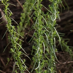 Chrysocephalum semipapposum at Gundaroo, NSW - 8 Dec 2024