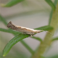 Plutella xylostella (Diamondback Moth) at Gundaroo, NSW - 8 Dec 2024 by ConBoekel