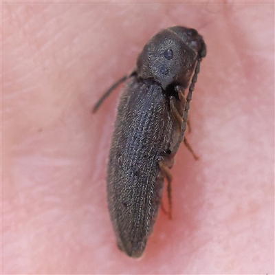 Eucnemidae (family) (False click beetles) at Gundaroo, NSW - 8 Dec 2024 by ConBoekel