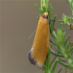 Telocharacta metachroa at Gundaroo, NSW - 7 Dec 2024 by ConBoekel