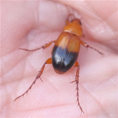 Phyllotocus macleayi (Nectar scarab) at Gundaroo, NSW - 7 Dec 2024 by ConBoekel