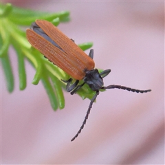 Porrostoma rhipidium (Long-nosed Lycid (Net-winged) beetle) at Gundaroo, NSW - 8 Dec 2024 by ConBoekel