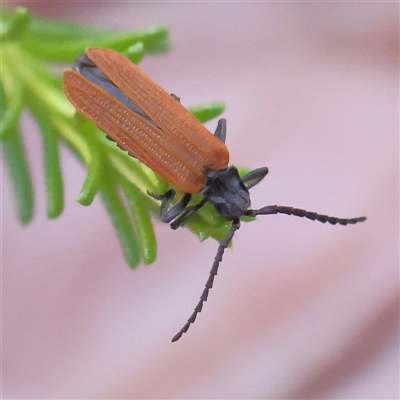 Porrostoma rhipidium (Long-nosed Lycid (Net-winged) beetle) at Gundaroo, NSW - 8 Dec 2024 by ConBoekel