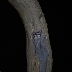 Petaurus notatus (Krefft’s Glider, formerly Sugar Glider) at Acton, ACT - 9 Dec 2024 by LeahC