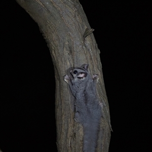 Petaurus notatus (Krefft’s Glider, formerly Sugar Glider) at Acton, ACT by LeahC