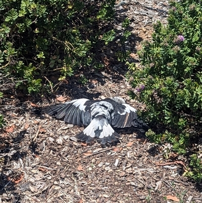 Gymnorhina tibicen (Australian Magpie) at Wright, ACT - 10 Dec 2024 by Rebeccajgee