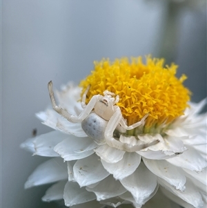 Thomisus spectabilis at Evatt, ACT by LeahC