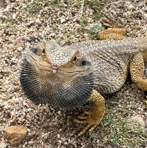 Pogona barbata (Eastern Bearded Dragon) at Acton, ACT by LeahC