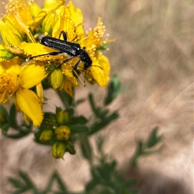 Eleale simplex (Clerid beetle) at Hall, ACT - 12 Nov 2024 by Rosie