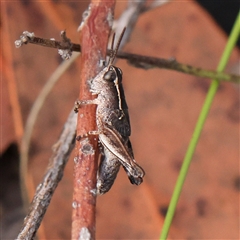 Phaulacridium vittatum (Wingless Grasshopper) at Gundaroo, NSW - 8 Dec 2024 by ConBoekel