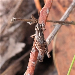 Phaulacridium vittatum at Gundaroo, NSW - 8 Dec 2024 07:41 AM