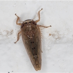 Deltocephalinae sp. (sub-family) at Melba, ACT - 8 Dec 2024 12:05 AM