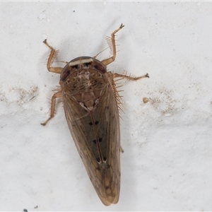 Deltocephalinae sp. (sub-family) at Melba, ACT - 8 Dec 2024 12:05 AM