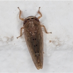 Deltocephalinae sp. (sub-family) at Melba, ACT - 8 Dec 2024 12:05 AM