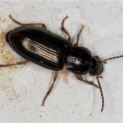 Harpalini sp. (tribe) (Harpaline carab beetle) at Melba, ACT - 8 Dec 2024 by kasiaaus