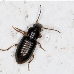 Harpalini sp. (tribe) at Melba, ACT - 8 Dec 2024 12:06 AM