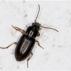 Harpalini (tribe) at Melba, ACT - 8 Dec 2024 12:06 AM