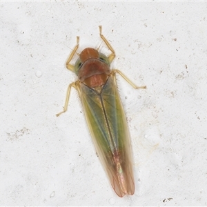 Unidentified Leafhopper or planthopper (Hemiptera, several families) at Melba, ACT by kasiaaus