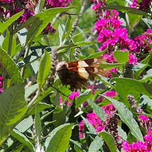 Vanessa itea at Braidwood, NSW - 10 Dec 2024