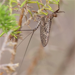 Atalophlebia (genus) (A prong-gilled mayfly) at Gundaroo, NSW - 8 Dec 2024 by ConBoekel