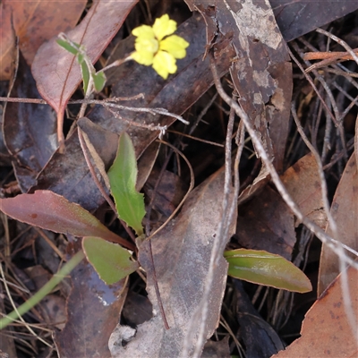 Goodenia hederacea subsp. hederacea (Ivy Goodenia, Forest Goodenia) at Gundaroo, NSW - 7 Dec 2024 by ConBoekel