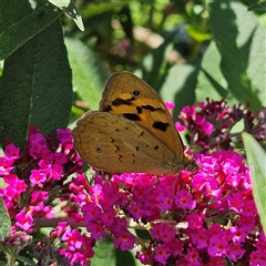 Heteronympha merope (Common Brown Butterfly) at Braidwood, NSW - 10 Dec 2024 by MatthewFrawley