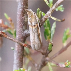 Etiella behrii (Lucerne Seed Web Moth) at Gundaroo, NSW - 8 Dec 2024 by ConBoekel