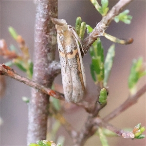 Etiella behrii (Lucerne Seed Web Moth) at Gundaroo, NSW by ConBoekel