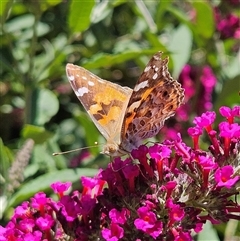 Vanessa kershawi (Australian Painted Lady) at Braidwood, NSW - 10 Dec 2024 by MatthewFrawley