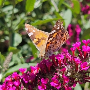 Vanessa kershawi (Australian Painted Lady) at Braidwood, NSW by MatthewFrawley