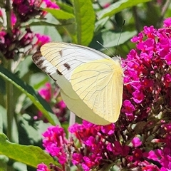 Appias paulina (Yellow Albatross) at Braidwood, NSW - 10 Dec 2024 by MatthewFrawley