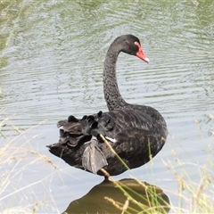 Cygnus atratus (Black Swan) at Bonython, ACT - 9 Dec 2024 by MatthewFrawley