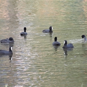 Fulica atra at Bonython, ACT - 9 Dec 2024 04:00 PM